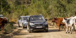 Subaru Forester Vs Subaru XV Crosstrek: Which Crossover To Buy?