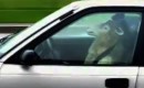 A sheep at the wheel