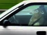 A sheep at the wheel