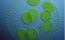 Algae and biofuel