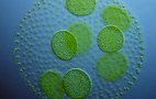 Scientists Convert Algae To Crude Oil In 60 Seconds