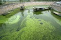 Algae [source: VentureBeat]
