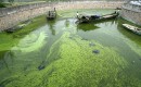 Algae [source: VentureBeat]