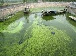Algae [source: VentureBeat]