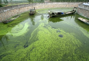 U.S. Perfectly Placed For Algae-Based Biofuel Production
