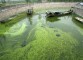 U.S. Perfectly Placed For Algae-Based Biofuel Production