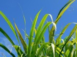 Ethanol In Your Gasoline Tank: The Pros And Cons