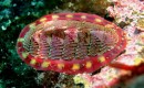 Chiton marine snail could inspire improved battery and solar cell development (Wikimedia Commons)