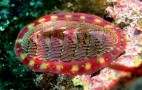 Snail's Teeth Could Help Develop Future Battery Tech--No, Really