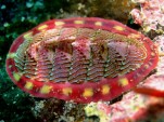 Chiton marine snail could inspire improved battery and solar cell development (Wikimedia Commons)