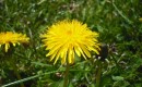 Dandelions could be used for tire rubber [Image: Flickr user jolly_janner]