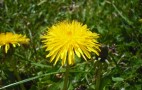 Green Tech: Tires Made From Dandelions Replace Rubber
