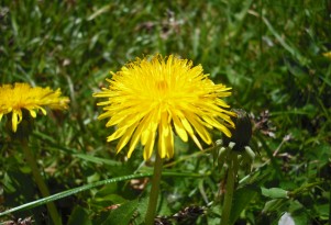 Green Tech: Tires Made From Dandelions Replace Rubber