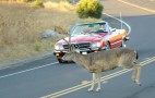 Deer Season--And Car Crash Time--Is Here