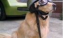 Dog in driving gear