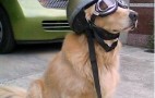 TCC Tip: Don't Let Your Dog Ride Shotgun