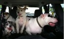 Dogs in the car [photo by John d'Addario]