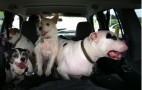 6 Tips For A Perfectly Pet-Friendly Vacation