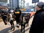 Donkeys tow broken-down Range Rover back to dealership in China. Image via The Tycho.