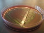 Biofuel From Bacteria Perfectly Mimics Hydrocarbon Fuel (In The Lab)