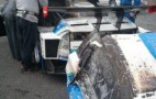 Toyota Prius Super GT Car Burns In Testing