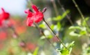 Flower developed by Toyota to offset emissions from its Prius facility