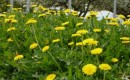 Ford studies dandelions