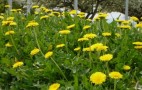 Dandelion Not Just For Salads Anymore; How About Floor Mats?
