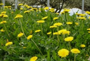Dandelion Not Just For Salads Anymore; How About Floor Mats?