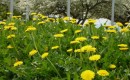 Ford to use dandelion stems in rubber components