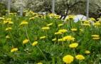 Flower Power: Ford To Use Dandelion Roots In Rubber Parts