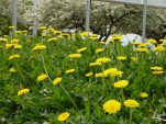 Ford to use dandelion stems in rubber components