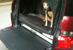 Tested: 2010 Honda Element, Dog-Friendly Package