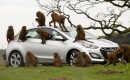 Hyundai durability testers monkey around