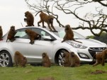 Hyundai durability testers monkey around