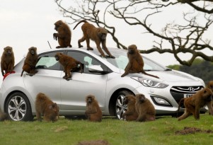 Hyundai durability testers monkey around