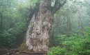 Jhomonsugi, the oldest tree on Yakushima Island, Japan. Photo: Wikimedia Commons