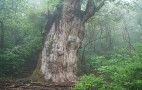 2011 Nissan Leaf Tested On An Island Amongst The Trees