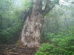 Jhomonsugi, the oldest tree on Yakushima Island, Japan. Photo: Wikimedia Commons