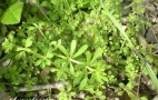 Herbs For Your Battery: Don't Make It Tasty, Do Make It Greener