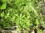 Madder herb extract to be used in batteries? [Image: Flickr user Phuong Tran]