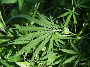 One In Five Teens Reports Driving Under Marijuana Influence, Study