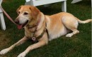 Scout the dog, rescued by Rondout Valley Animals for Adoption, Accord, NY; photo: Jay Blotcher