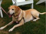 Scout the dog, rescued by Rondout Valley Animals for Adoption, Accord, NY; photo: Jay Blotcher