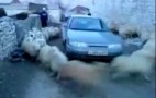 Sheep Caught Terrorizing Russian Car on Video