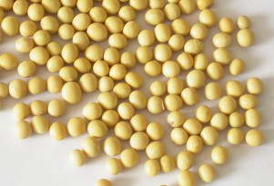 Ford Develops Renewable Soy-Based Rubber