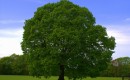 Tree [Image: Flickr user Ward.]