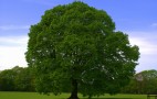 Hydrogen From Artificial Photosynthesis: Future For Fuel Cells?