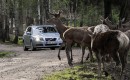 Volvo animal avoidance system