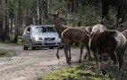 Volvo Avoids Animals With New Collision Detection Tech